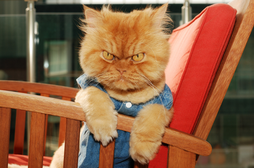 Ненавижу рыжих. Ненавижу все что движется. Котики смешные. Злой обиженный кот. Кот сердится.